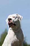 DOGUE ARGENTIN 070
